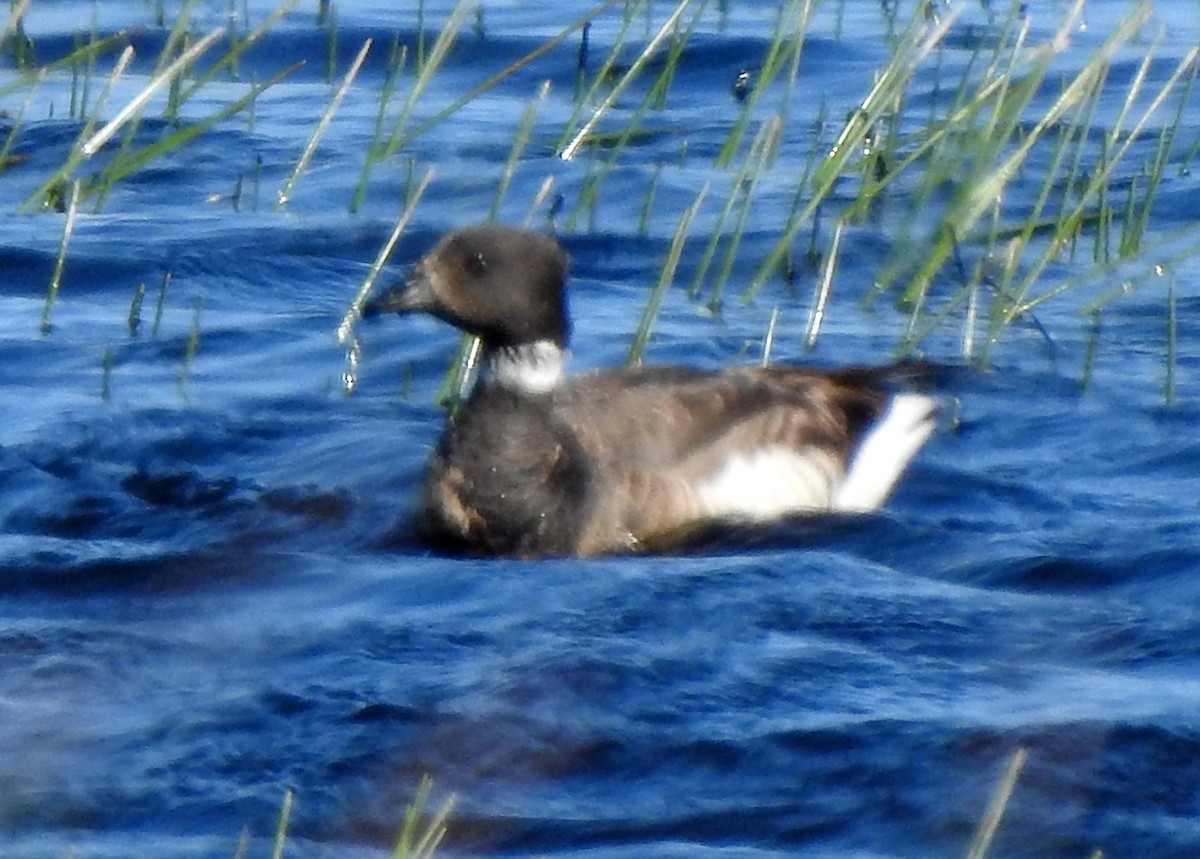 Brant - ML324441671