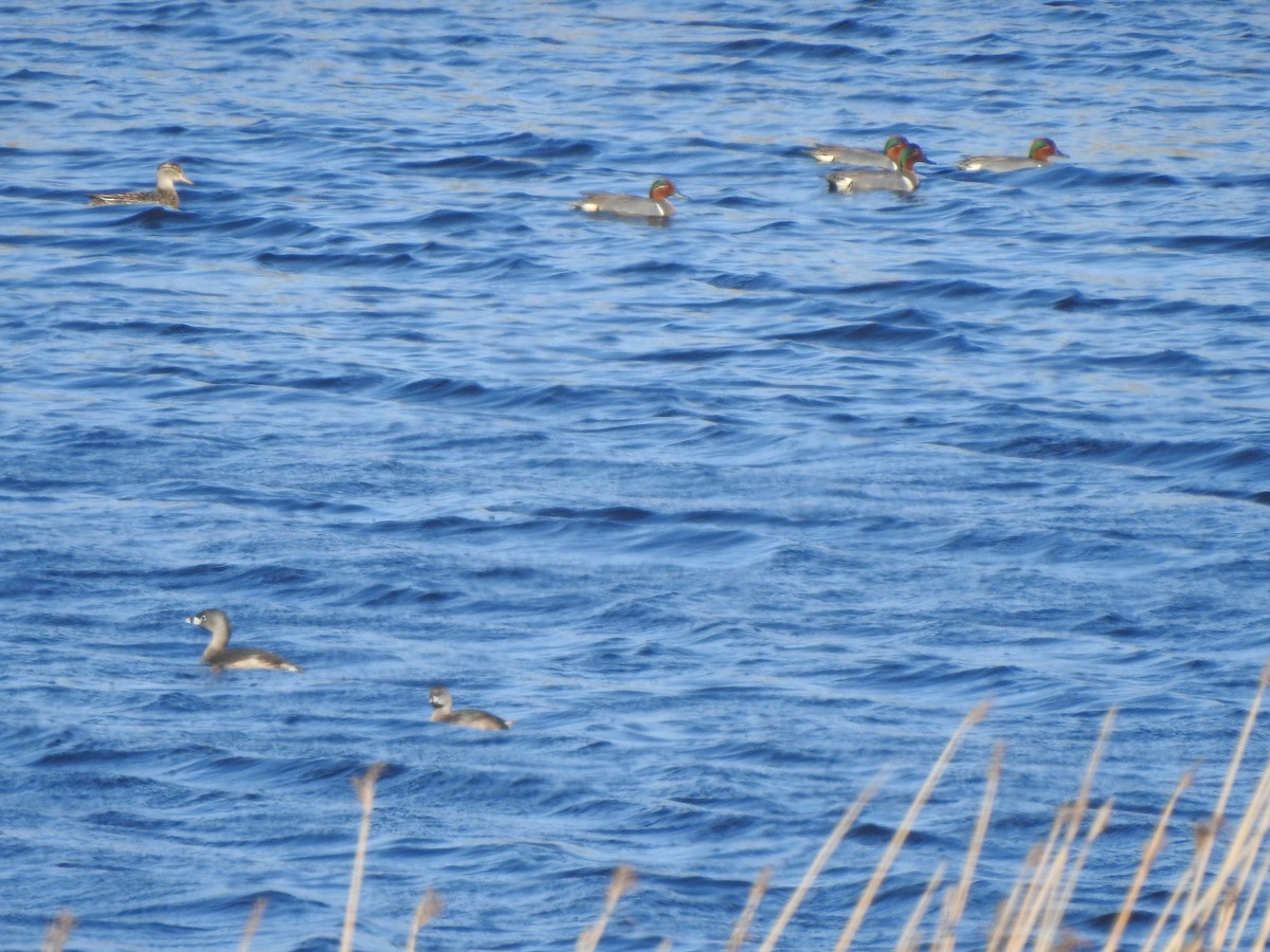 Green-winged Teal - ML324441791