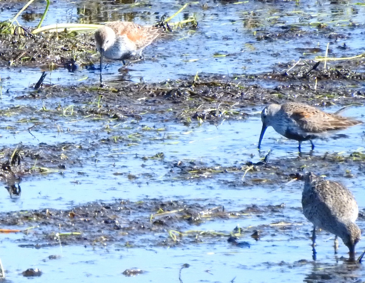 Хар элсэг - ML324441841