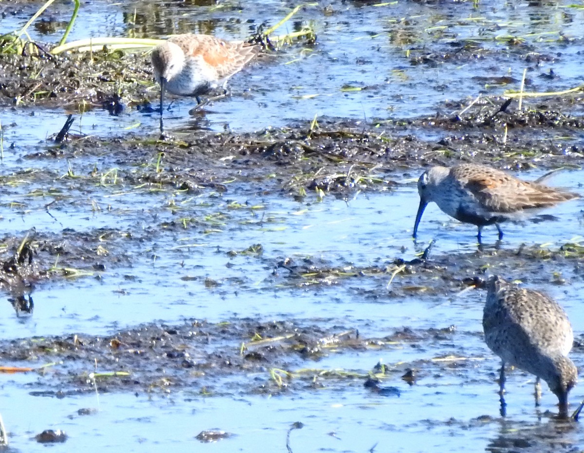 Dunlin - ML324441841