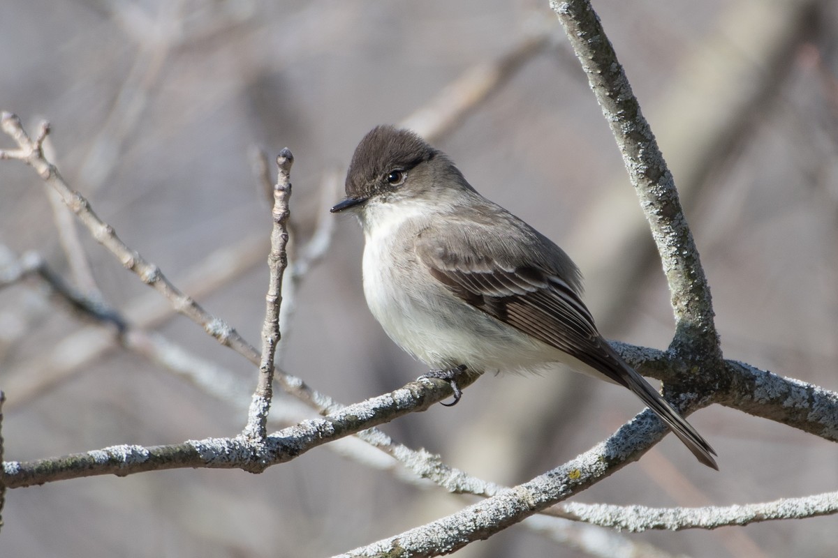 Eastern Phoebe - ML324443851