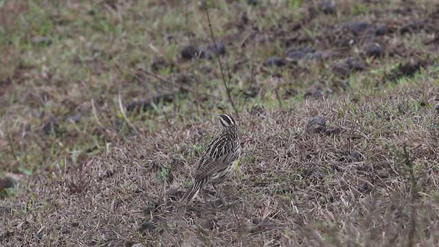 Eastern Meadowlark - ML324445571