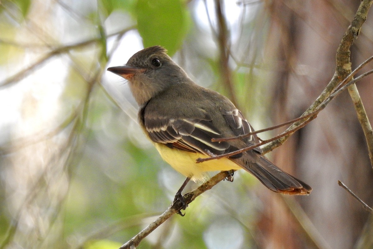 Great Crested Flycatcher - ML324445801
