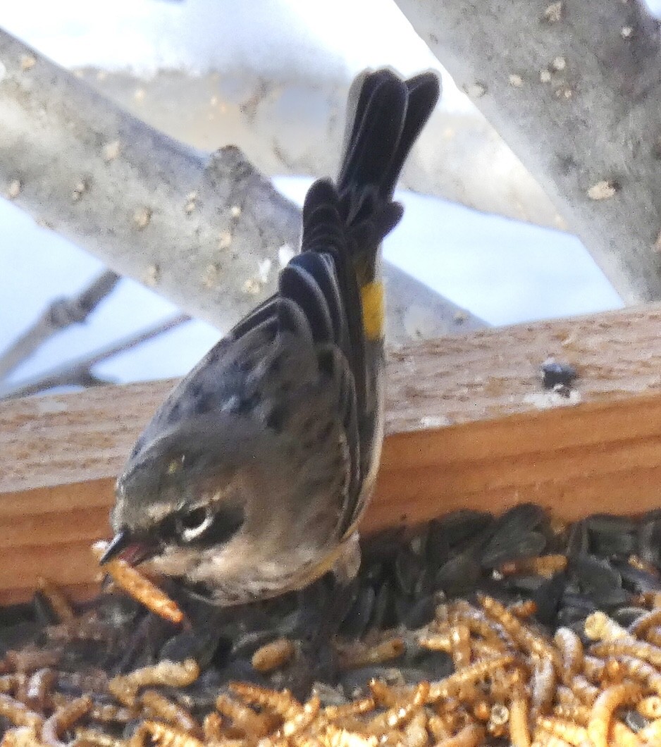 Yellow-rumped Warbler - ML324448321