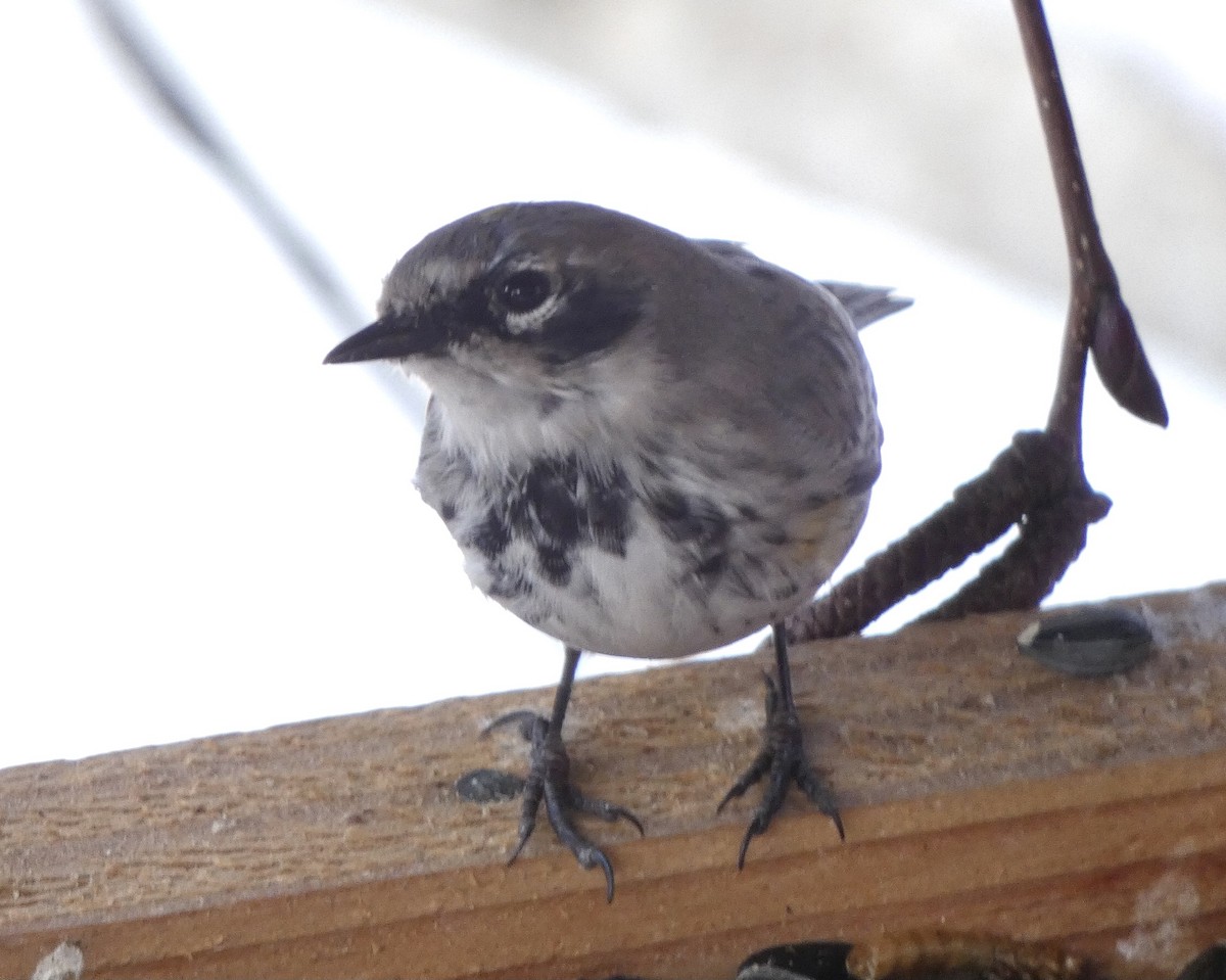 Yellow-rumped Warbler - ML324448451