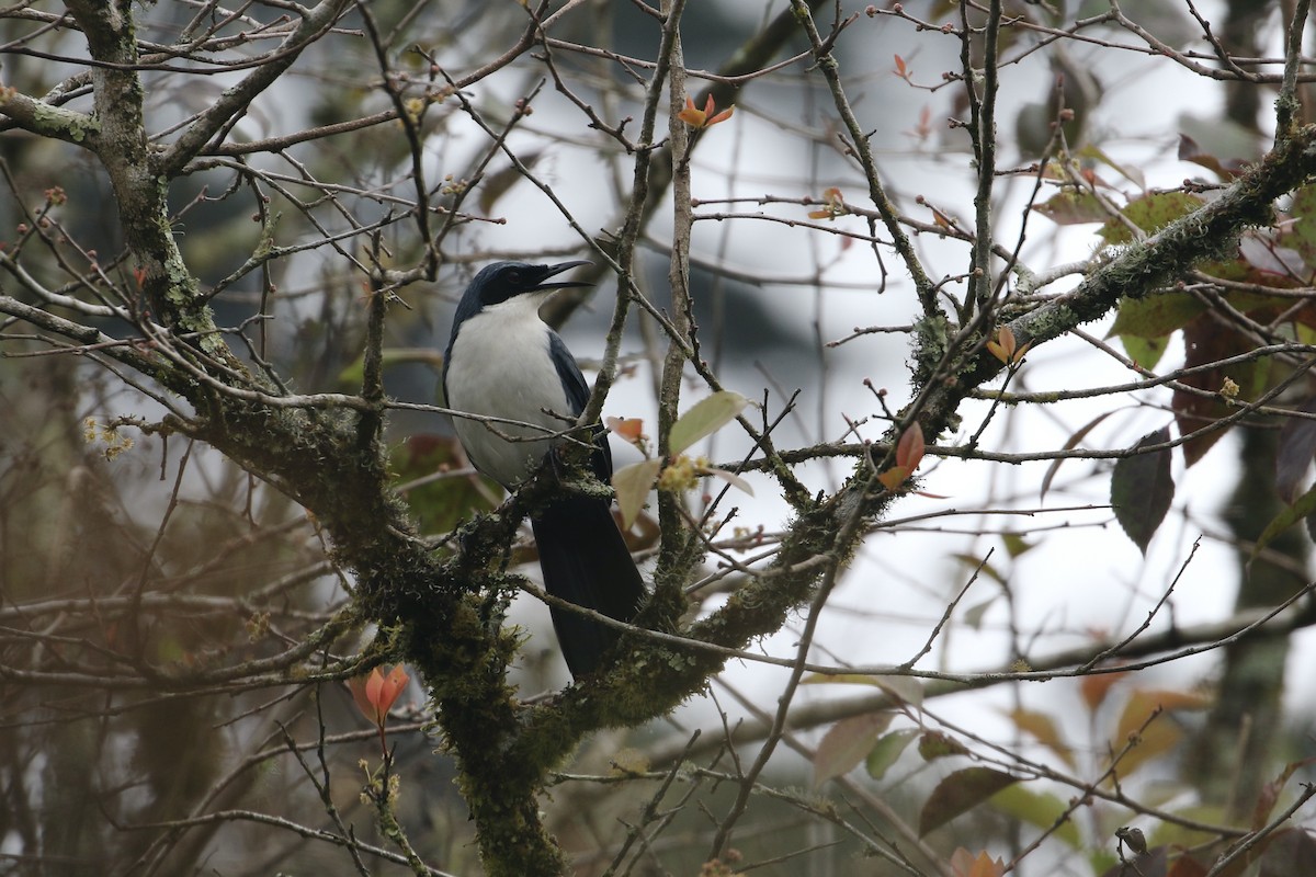 Blue-and-white Mockingbird - ML324448511