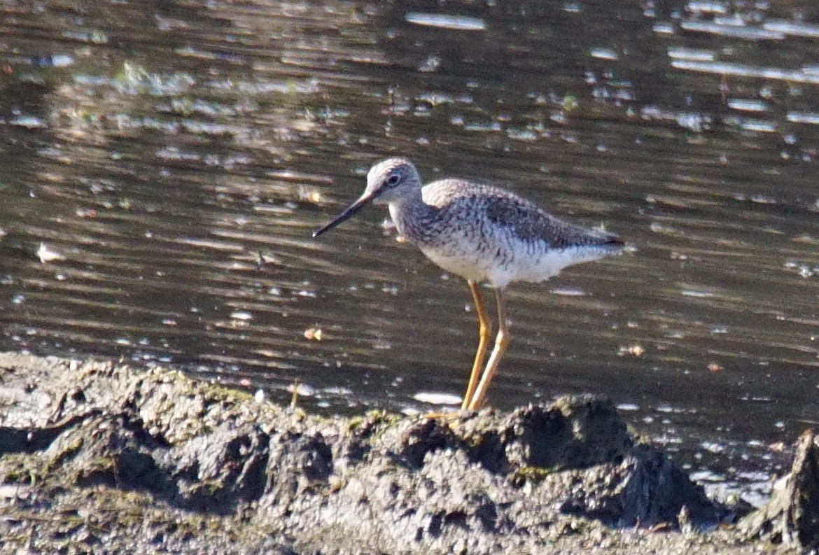 Greater Yellowlegs - ML324449631