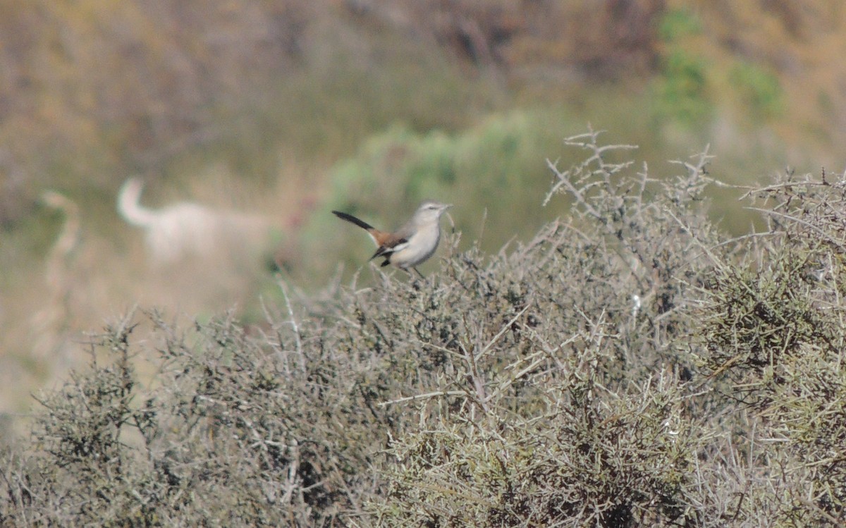 White-banded Mockingbird - ML32445001