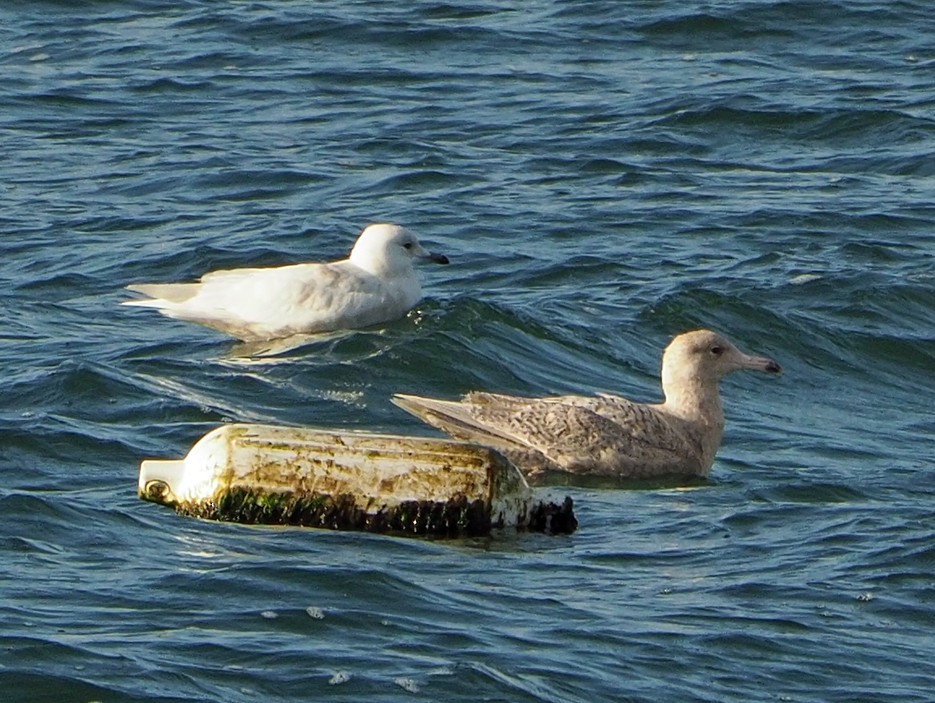 Glaucous Gull - ML324450031