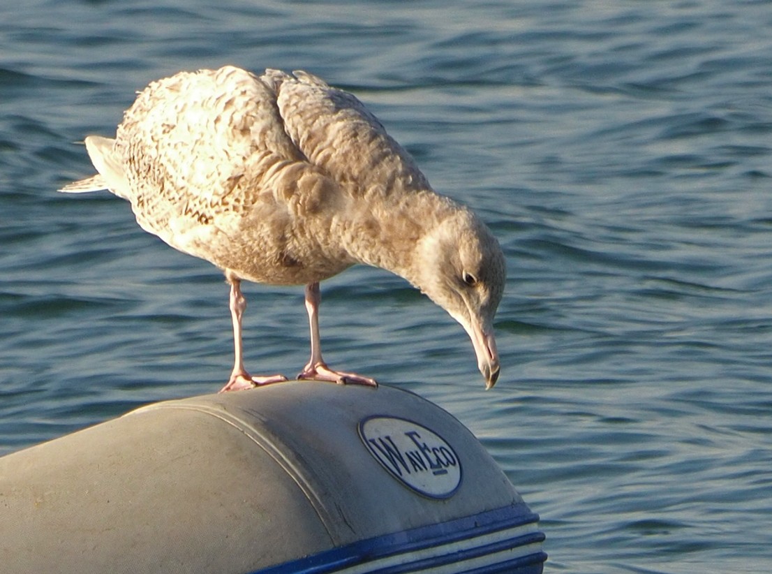 Glaucous Gull - ML324450041