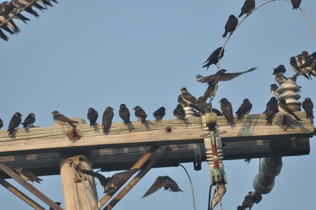 Purple Martin - ML32445081