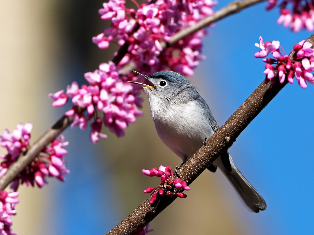 Blue-gray Gnatcatcher - ML324455381