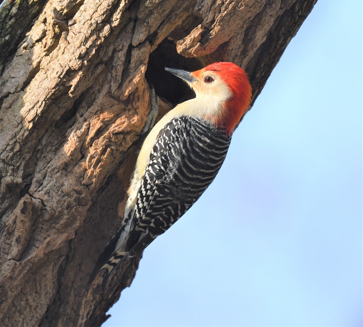 Red-bellied Woodpecker - Karalyn Lamb