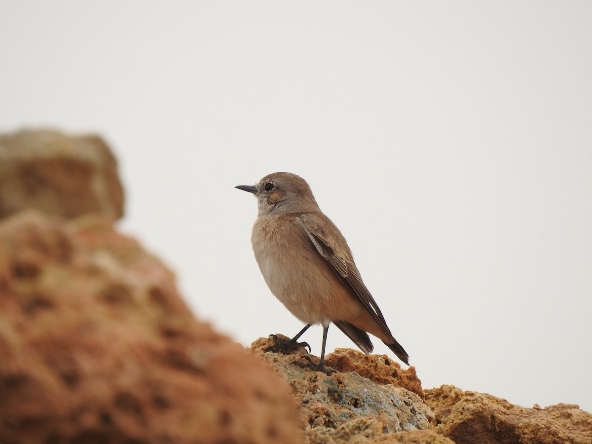 Kurdish/Persian Wheatear (Red-tailed Wheatear) - ML324455691