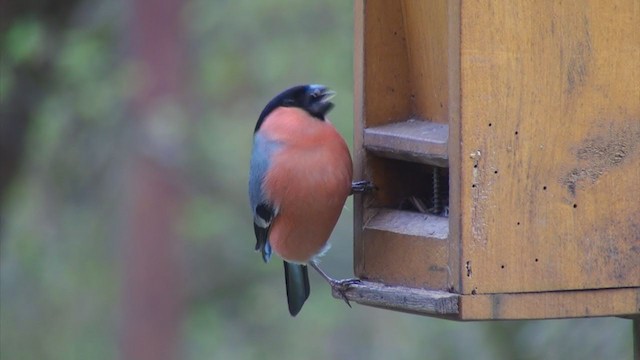 Eurasian Bullfinch - ML324456321