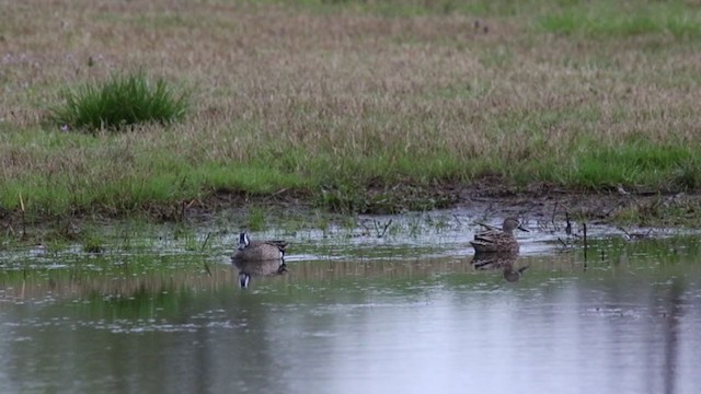 Blue-winged Teal - ML324457851