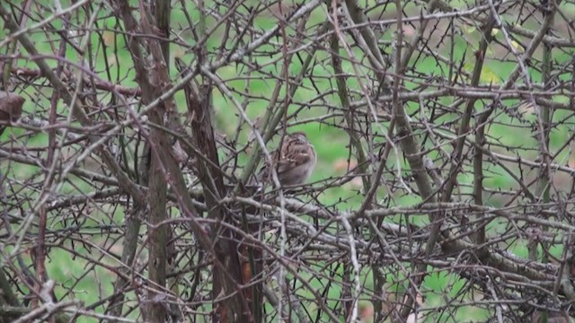 Eurasian Tree Sparrow - ML324459251