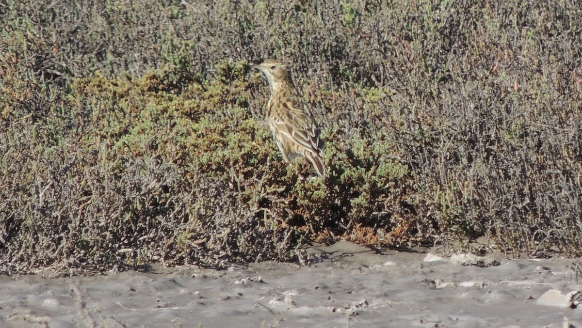 Short-billed Pipit - Pablo Alejandro Pla