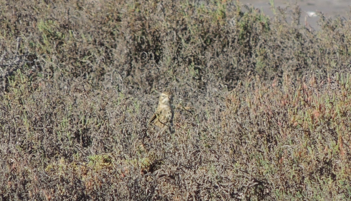 Short-billed Pipit - ML32445961