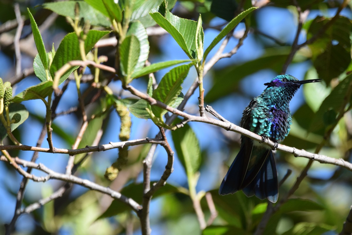 kolibřík modrolící - ML324459641