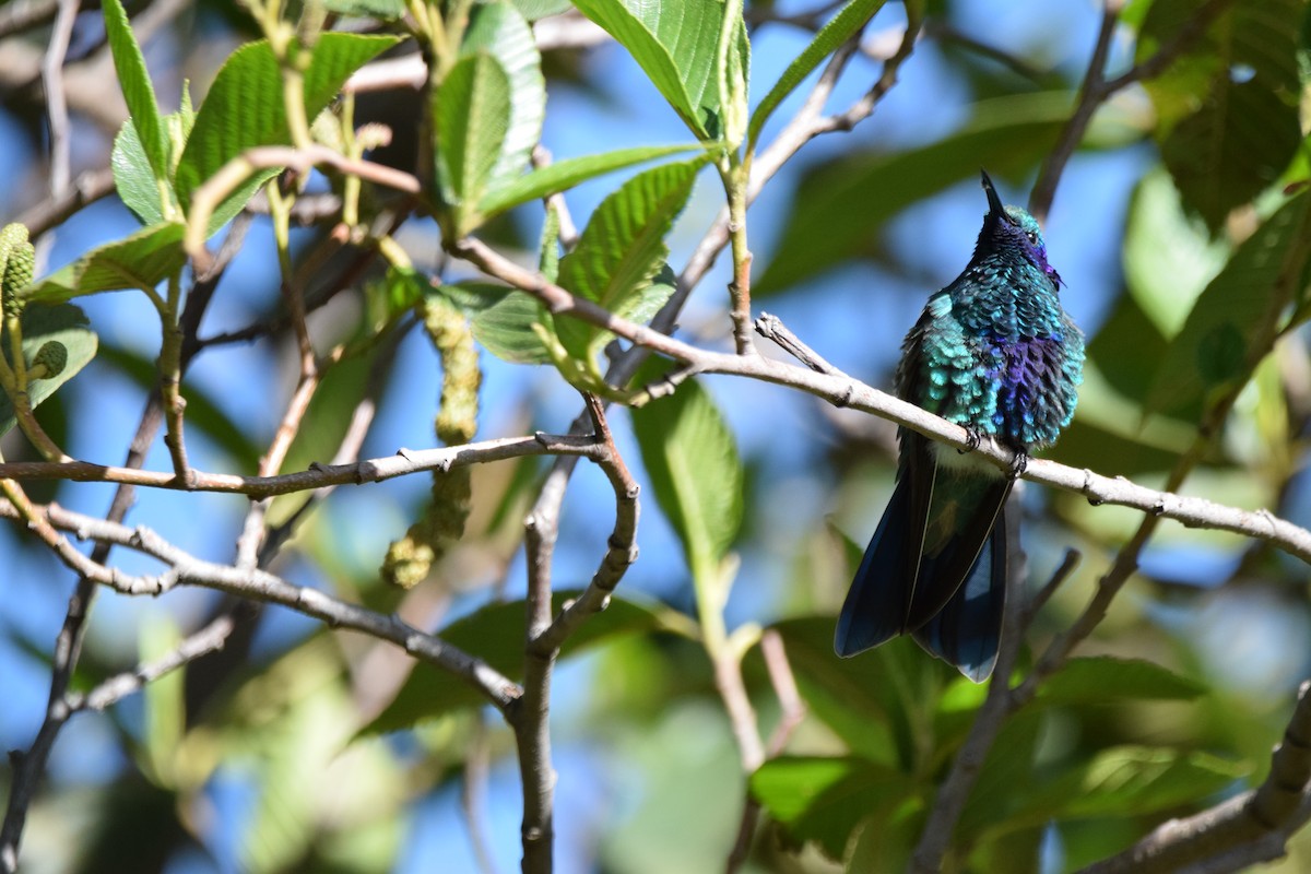 kolibřík modrolící - ML324459651