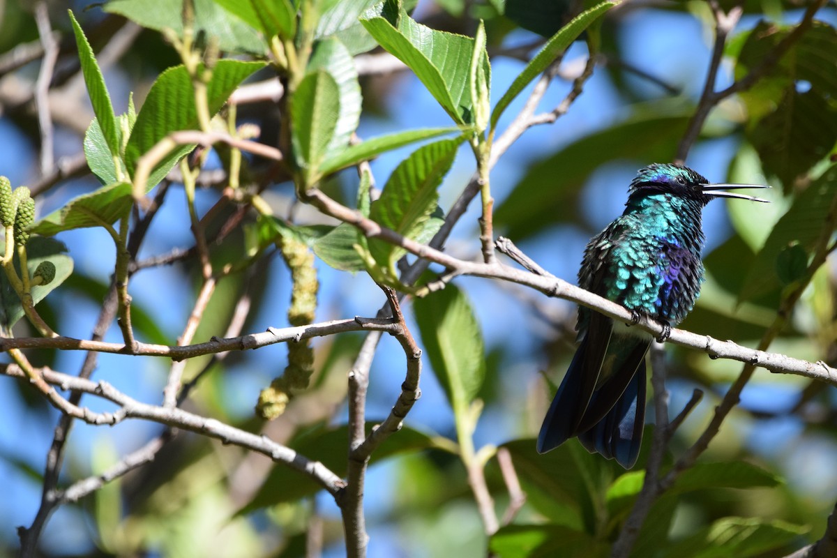 kolibřík modrolící - ML324459661