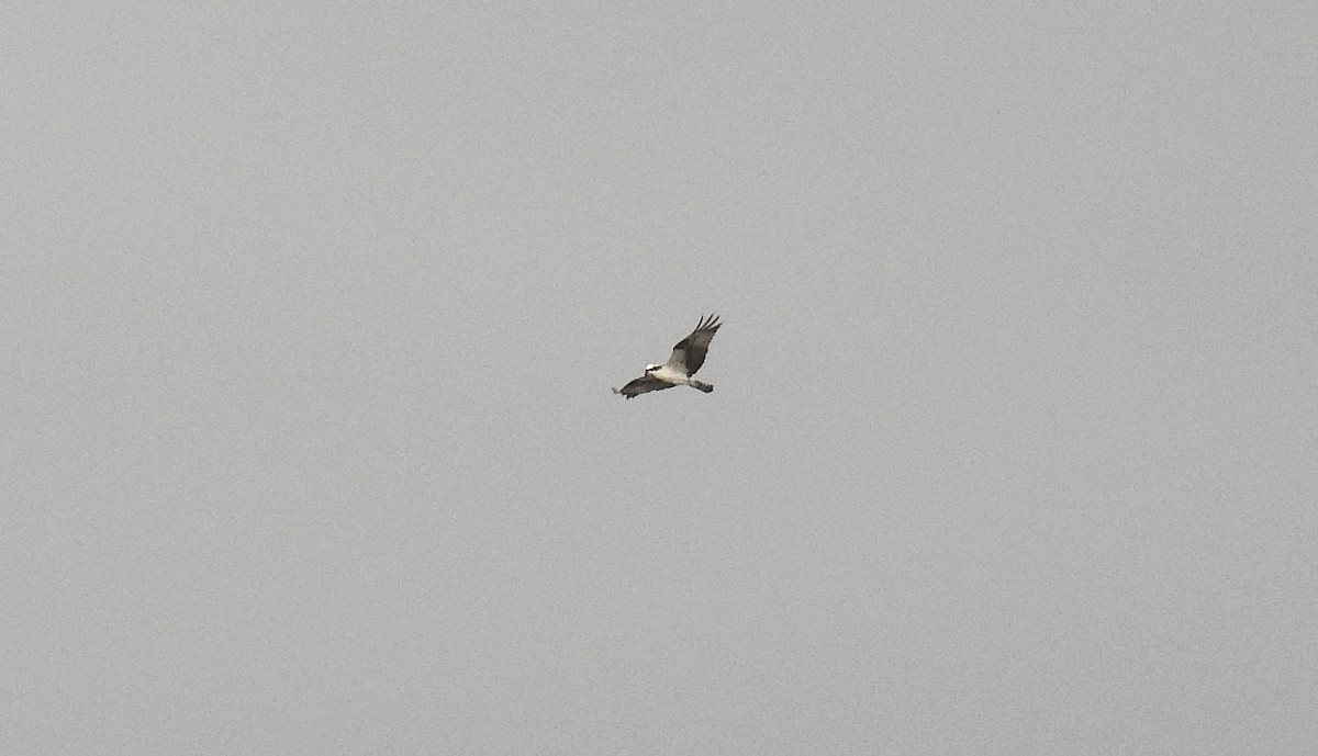 Águila Pescadora - ML324459991
