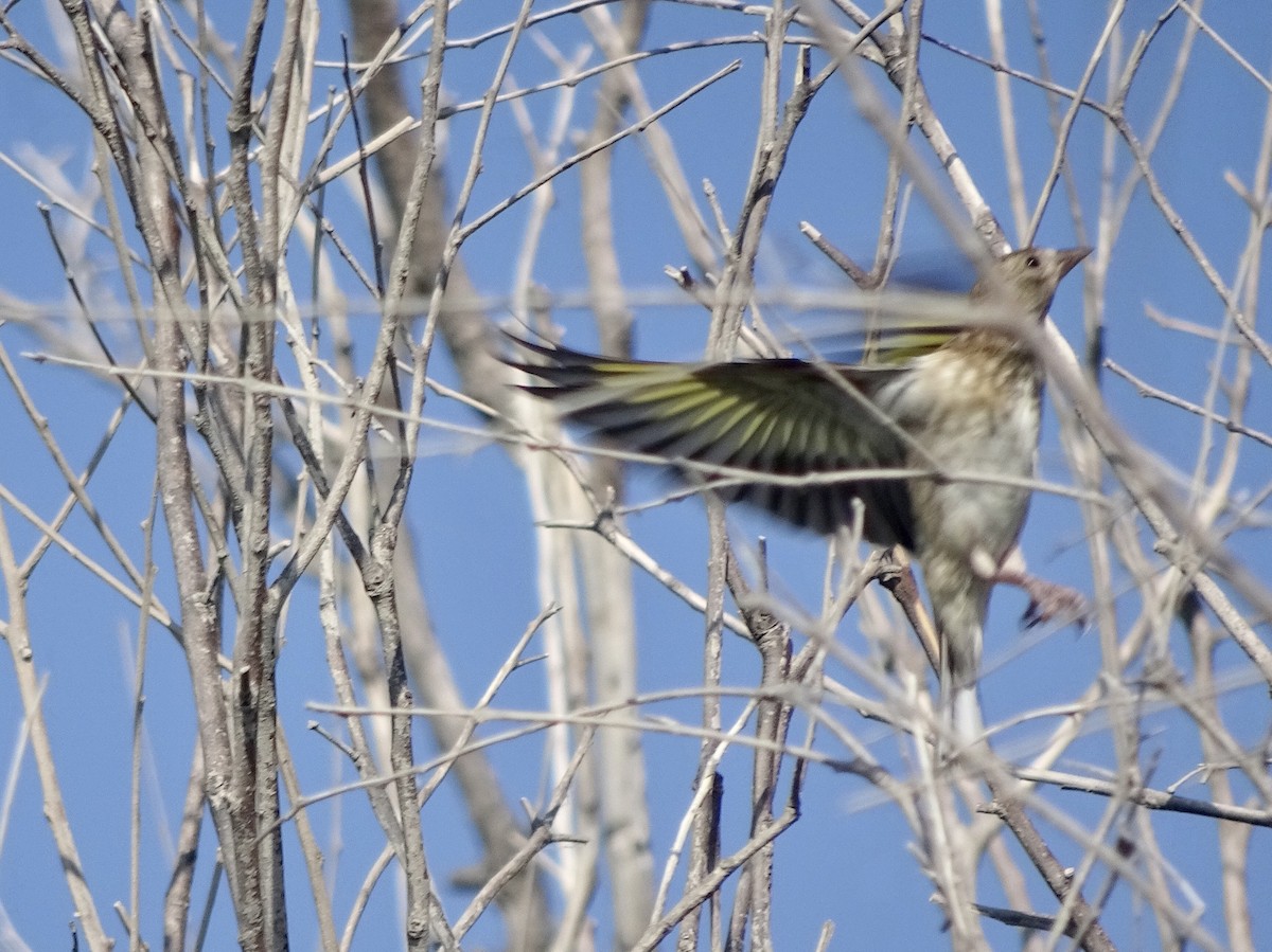 European Goldfinch - ML324460171