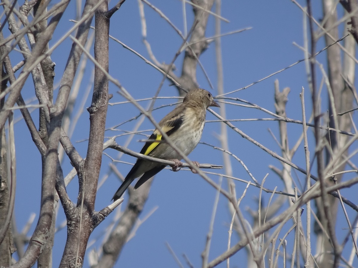 European Goldfinch - ML324460211