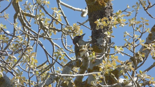 Iberian Green Woodpecker - ML324460641