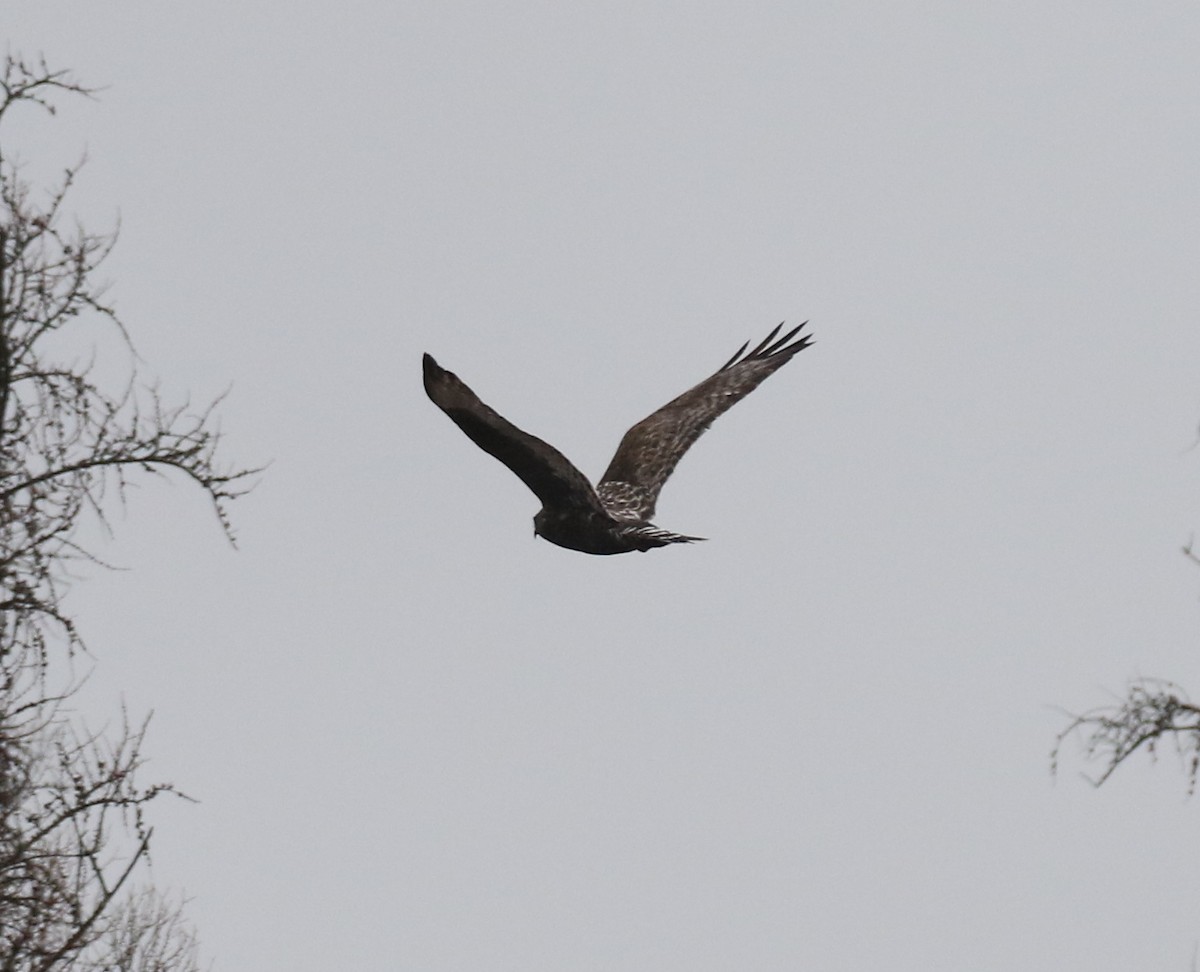 Rough-legged Hawk - ML324462121