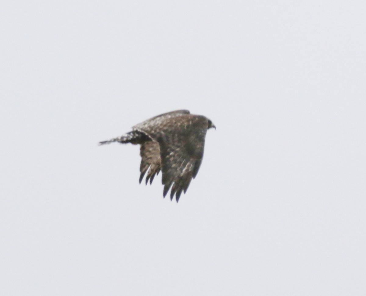 Rough-legged Hawk - ML324462131