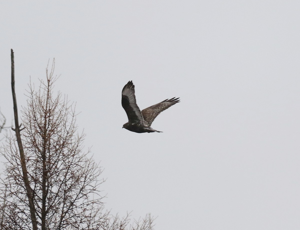 Rough-legged Hawk - ML324462141