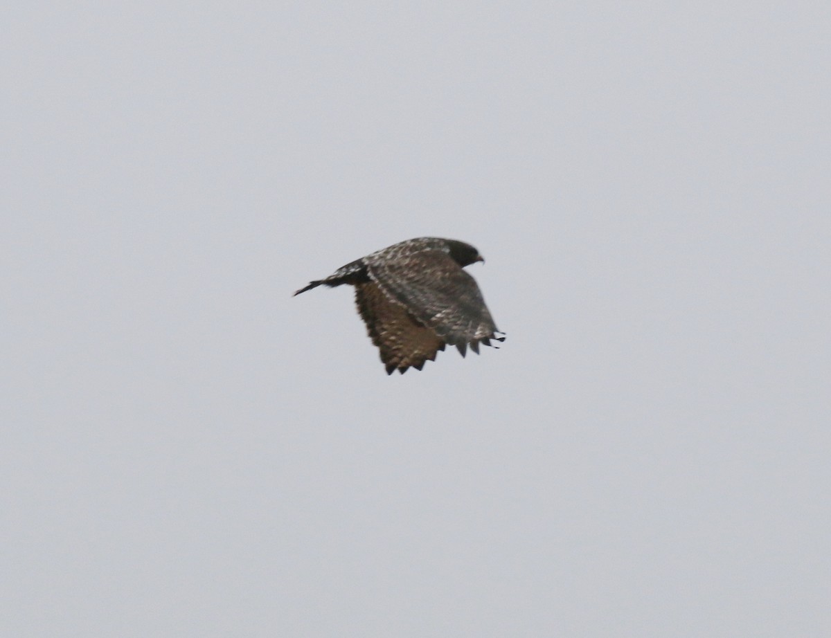 Rough-legged Hawk - ML324462151
