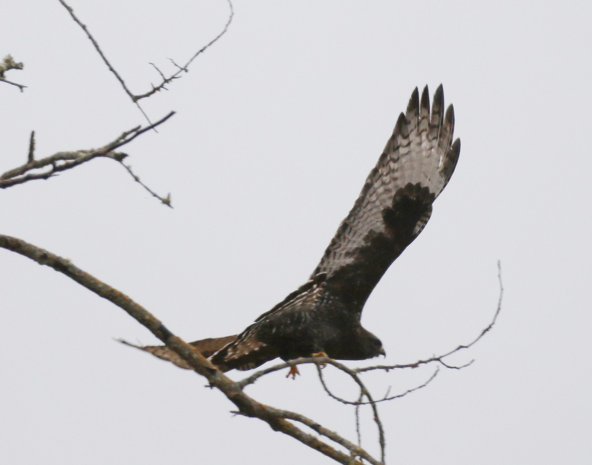 Rough-legged Hawk - ML324462171