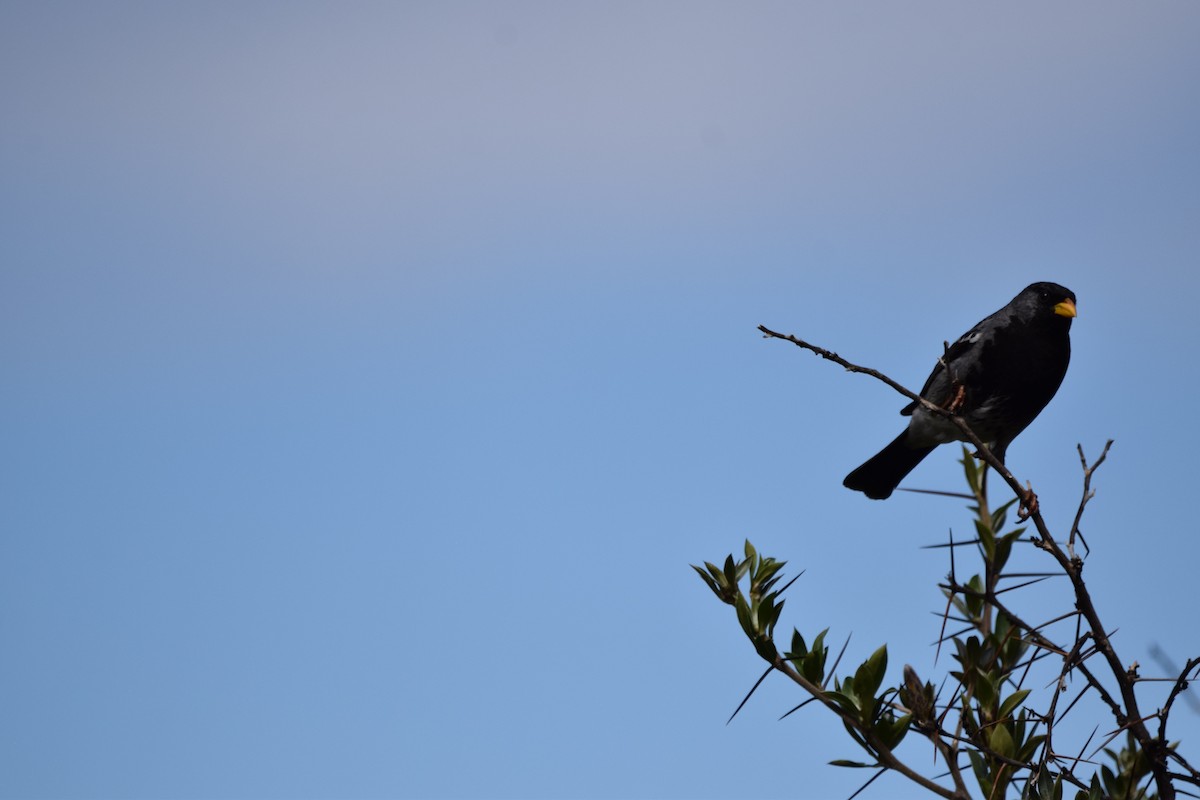 Mourning Sierra Finch - ML324462581