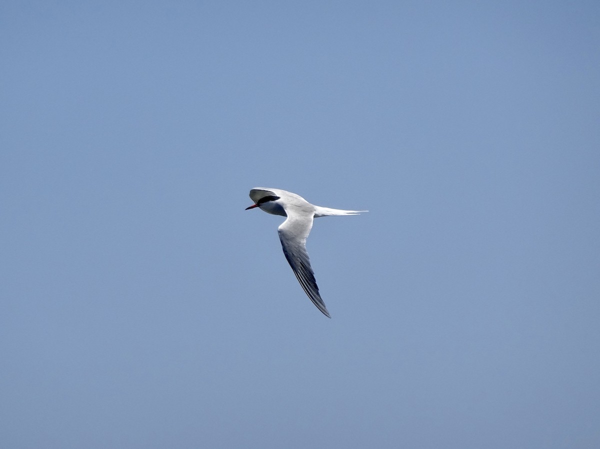 Common Tern - ML324463181