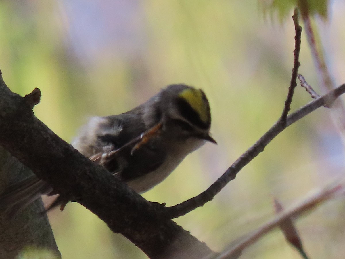 Golden-crowned Kinglet - ML324463541