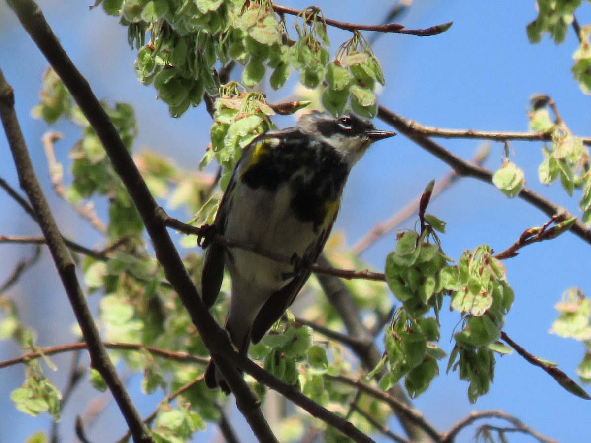 Yellow-rumped Warbler - ML324463621