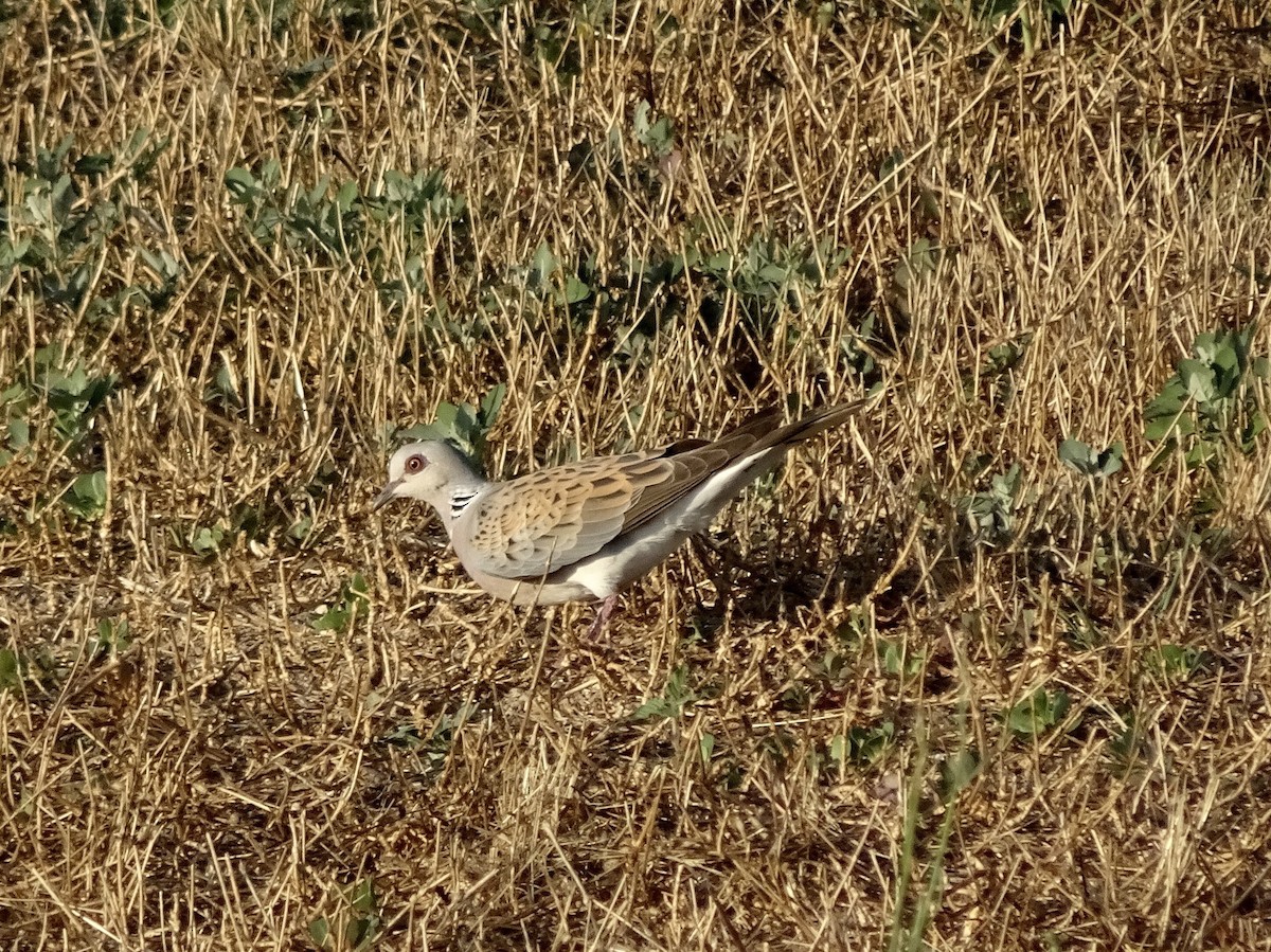 European Turtle-Dove - ML324464061