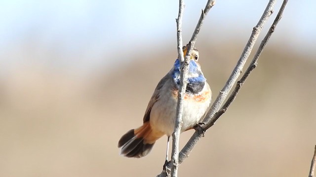 Bluethroat - ML324468531