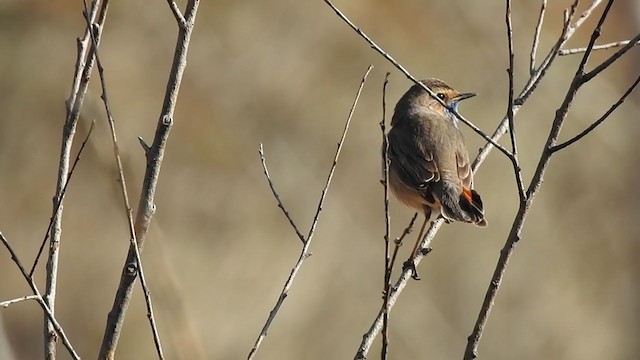 藍喉鴝 - ML324468631