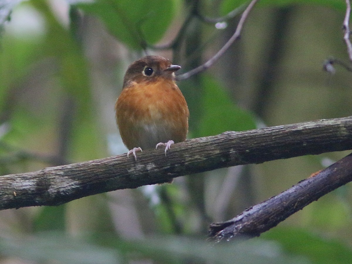 Rusty-breasted Antpitta (Rusty-breasted) - ML324470091
