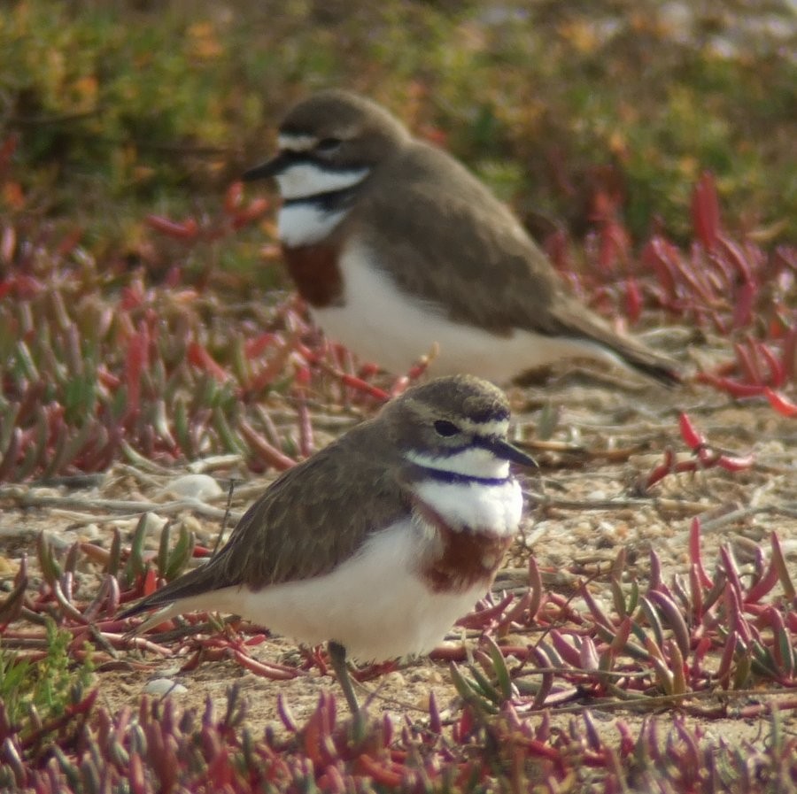 Double-banded Plover - Mat Gilfedder