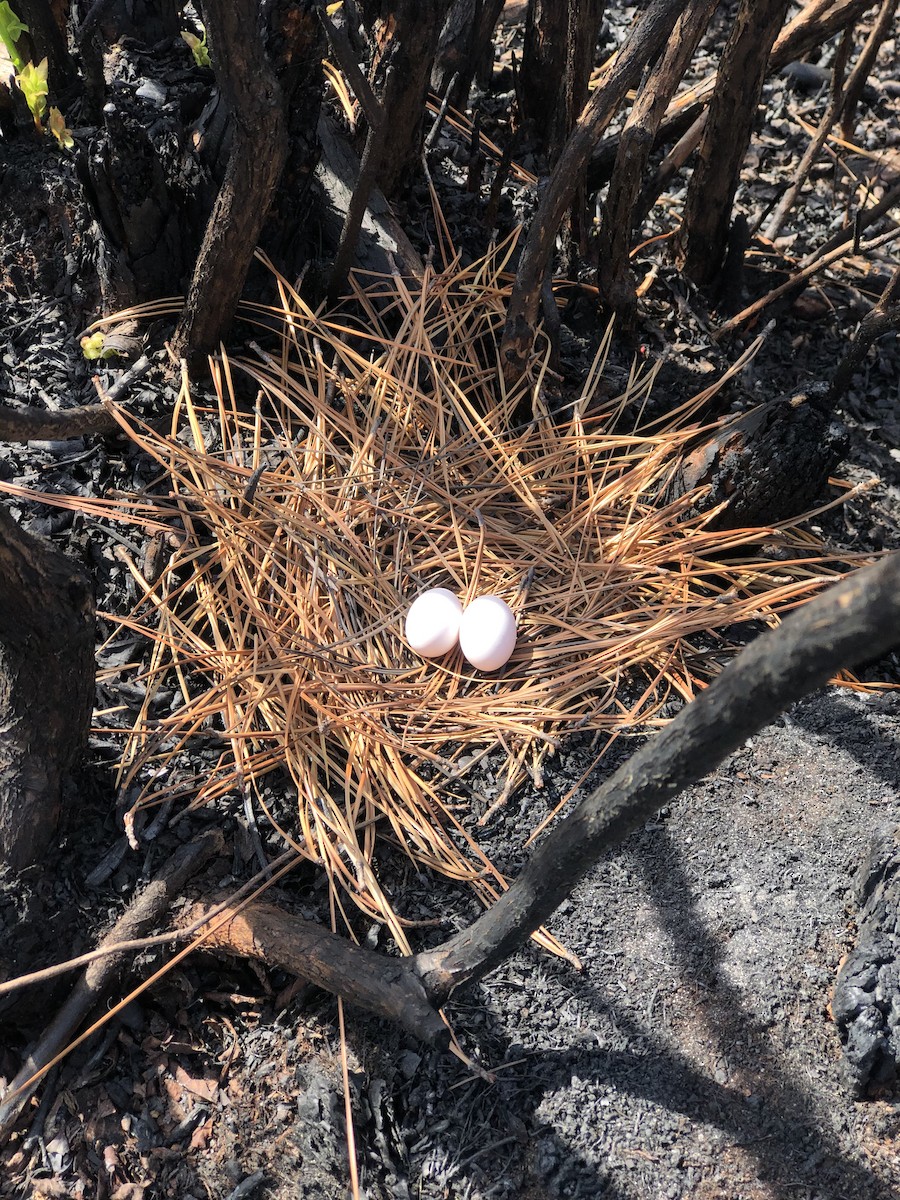 Mourning Dove - ML324473221