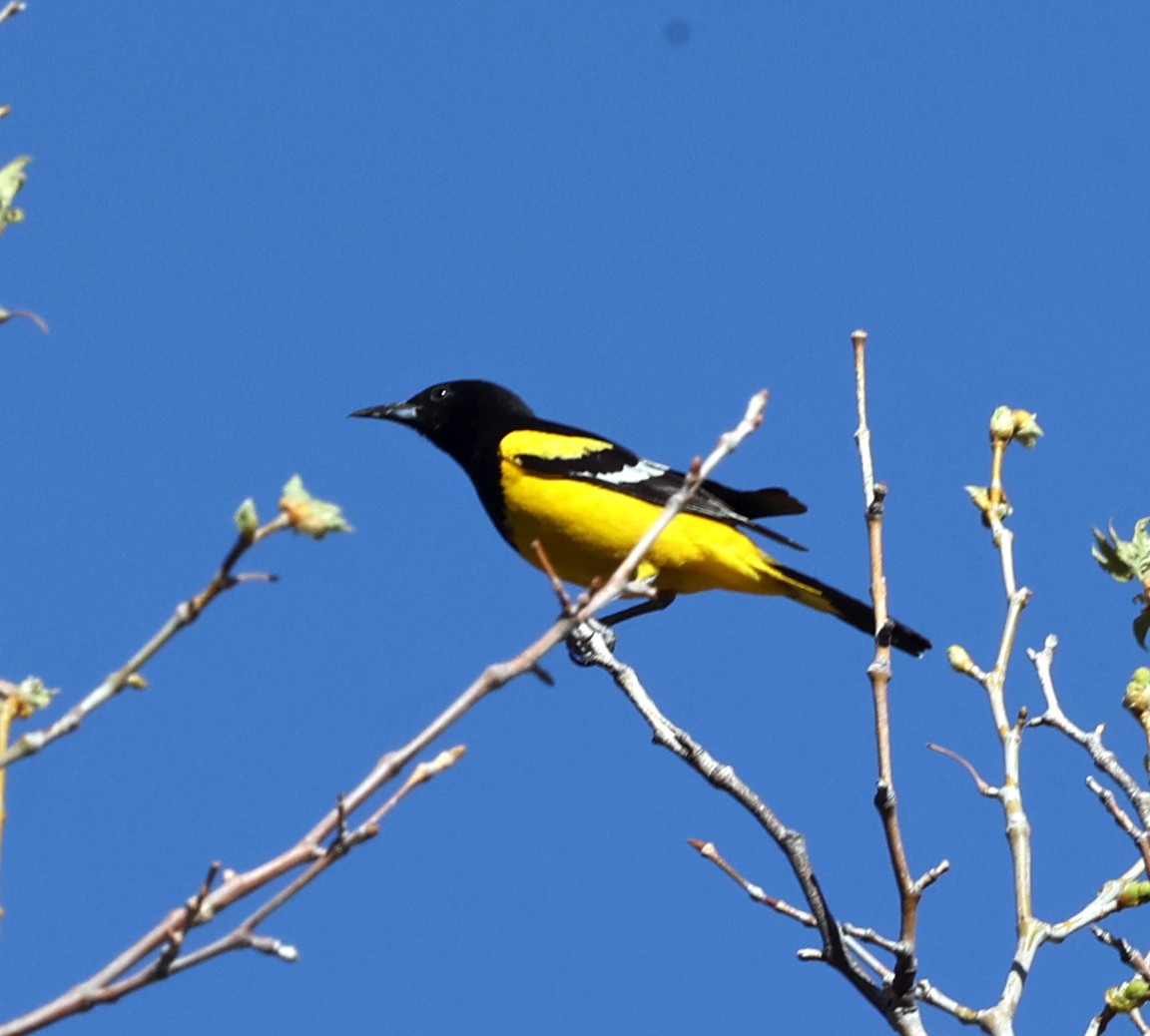 Scott's Oriole - ML324473381