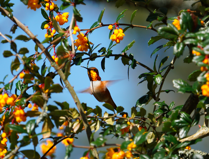 rødkolibri - ML324474731