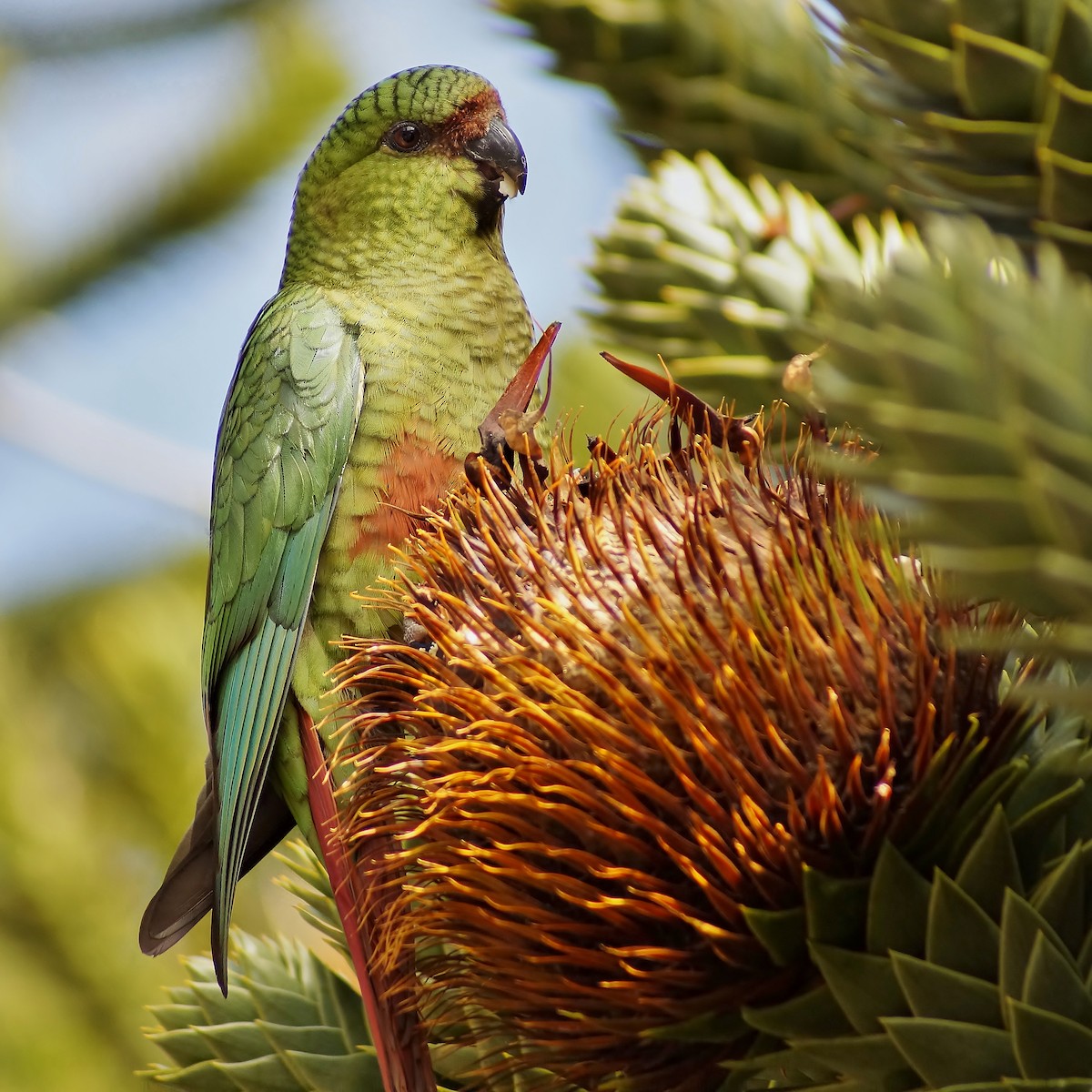 Conure magellanique - ML324474841