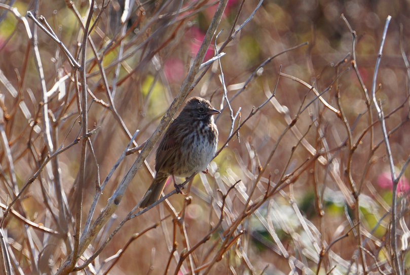 Song Sparrow - ML324475061