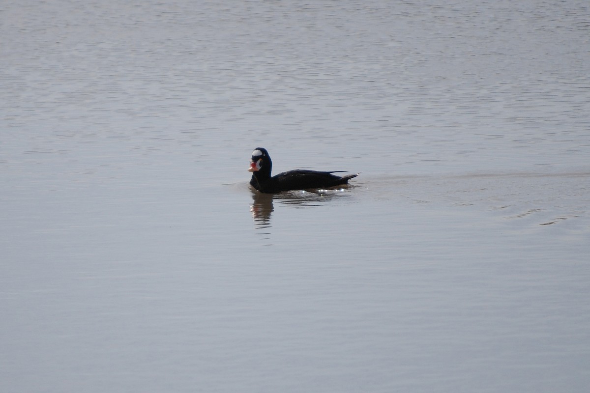 Surf Scoter - ML324476901